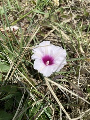 Ipomoea bathycolpos