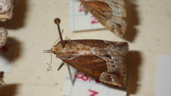 Hypena crassalis