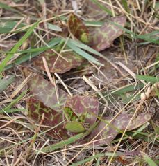 Ledebouria ensifolia