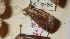 Hypena crassalis