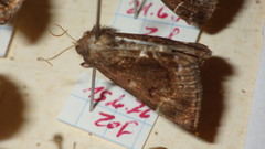 Hypena crassalis