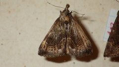 Hypena crassalis