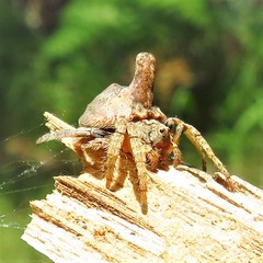 Dolophones turrigera