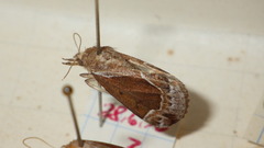 Hypena crassalis