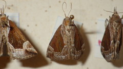 Hypena crassalis