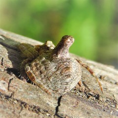 Dolophones turrigera