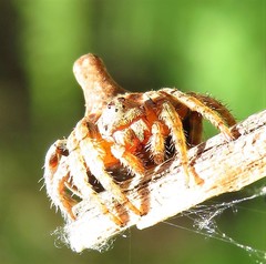 Dolophones turrigera