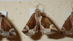 Hypena crassalis