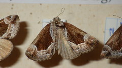 Hypena crassalis