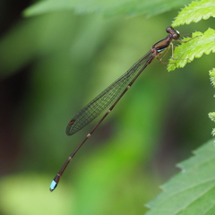 Ceylonosticta montana