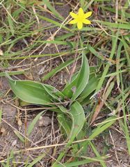 Hypoxis villosa