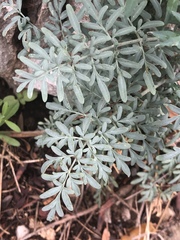Ruta angustifolia
