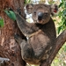 Koala - Photo (c) SG Dickinson, osa oikeuksista pidätetään (CC BY-NC-SA), uploaded by SG Dickinson