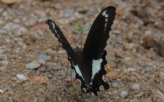Papilio fuscus capaneus