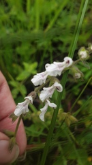 Stachys natalensis
