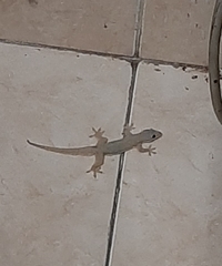 Hemidactylus platyurus