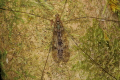 Austrolimnophila argus