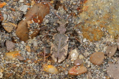 Neocicindela garnerae