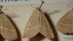 Trisateles emortualis