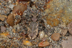 Neocicindela garnerae