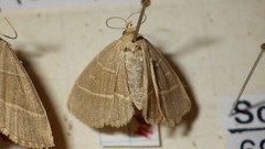 Trisateles emortualis