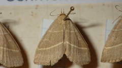 Trisateles emortualis