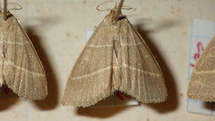 Trisateles emortualis