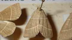 Trisateles emortualis