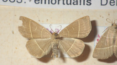 Trisateles emortualis