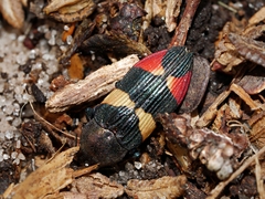 Castiarina bella