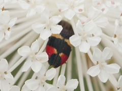 Castiarina bella