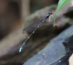 Drepanosticta emtrai