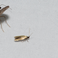 Opogona protodoxa