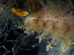 Dendronotus