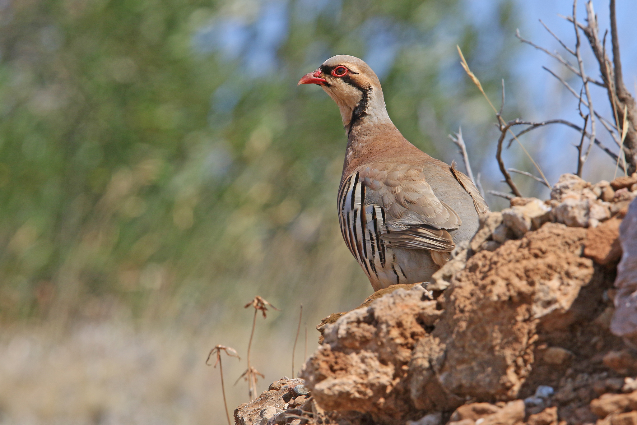 Chukar illustration