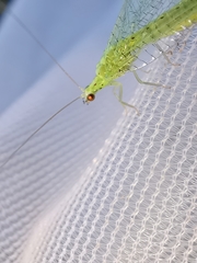 Pseudomallada flavifrons