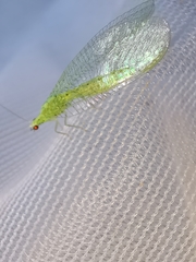 Pseudomallada flavifrons