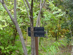 Lonicera nummulariifolia