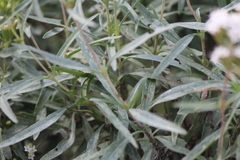 Stevia salicifolia