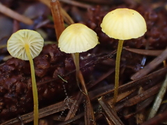 Mycena oregonensis