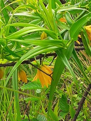 Gloriosa modesta