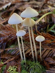 Mycena clavicularis
