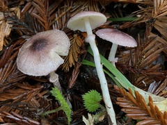 Leucoagaricus roseilividus