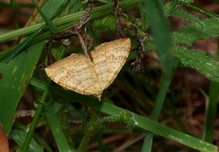 Chrysolarentia