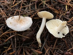 Hygrophorus pusillus