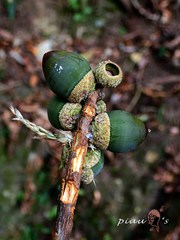 Lithocarpus brevicaudatus