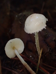Cystolepiota seminuda
