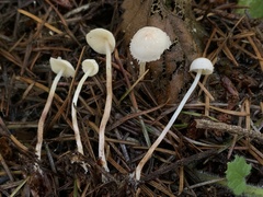 Cystolepiota seminuda