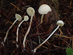 Cystolepiota seminuda