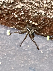 Dolomedes instabilis